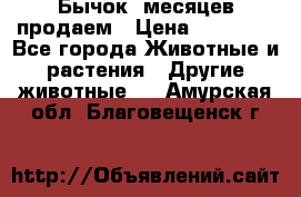 Бычок 6месяцев продаем › Цена ­ 20 000 - Все города Животные и растения » Другие животные   . Амурская обл.,Благовещенск г.